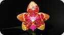 Phal. Joy Spring Tina Anaconda